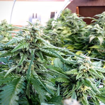 Photo of Blessed Hellride