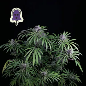 Photo of Purple Ghost Candy Feminized Seeds