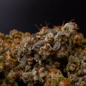 Photo of Star Stomper