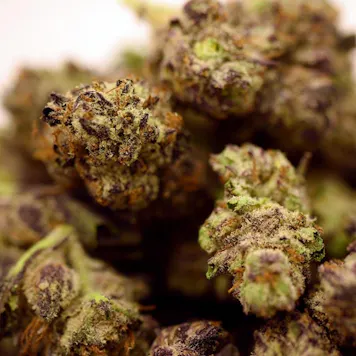 Photo of Sherbert (Sunset Sherbet) Flower