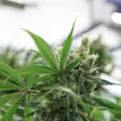 Product image for Flower, Special Sauce 7 Grams