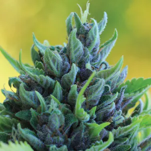 Photo of Humboldt Dream Regular Seeds 20-pack