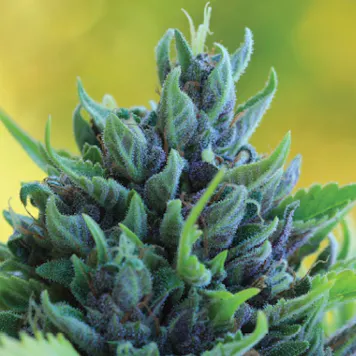 Photo of Humboldt Dream Regular Seeds 20-pack