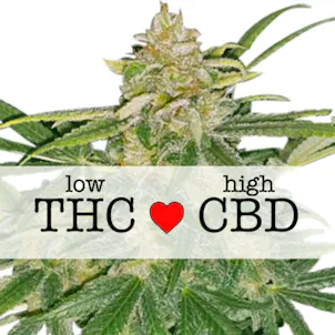 Photo of Critical Mass CBD (fem) seeds