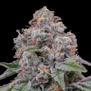 Photo of Cake Batter