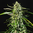 Product image for Cherry Wine CBD Clones