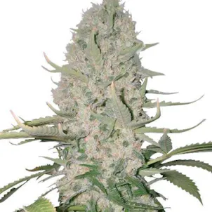 Photo of Power Plant (fem) seeds