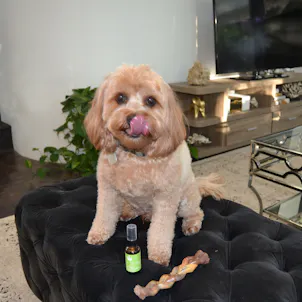 Photo of Lush Valley CBD Pet Spray