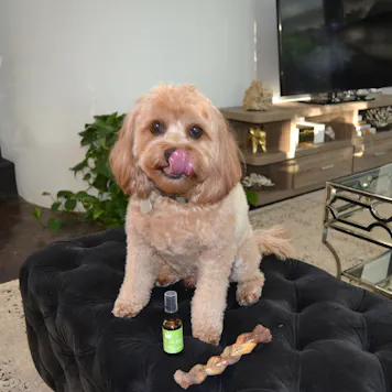 Photo of Lush Valley CBD Pet Spray