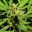 Product image for CBD Divine