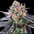 Product image for Strawnana Auto Feminized Cannabis Seeds