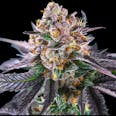 Strawnana Auto Feminized Cannabis Seeds