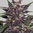 Product image for Auto Purple Kush Seeds