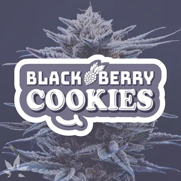 Photo of Blackberry Cookies