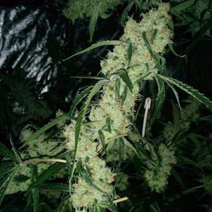 Photo of Nepali Queen (Nepali OG x Space Queen)