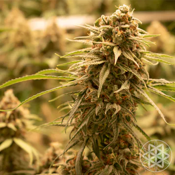 Photo of Night Terror OG