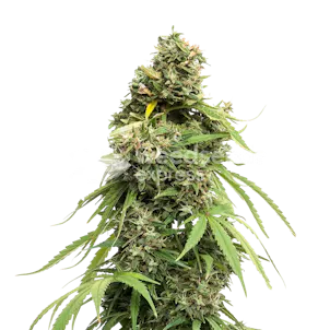Photo of Tangie Feminized Seeds