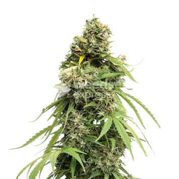 Photo of Tangie Feminized Seeds