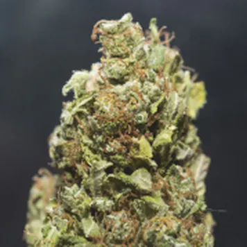 Photo of AUTO LIGHT WIDOW SEEDS