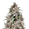 Product image for Grease Monkey Feminized Seeds