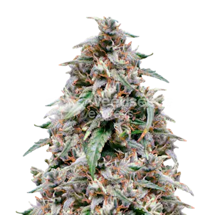 Photo of Grease Monkey Feminized Seeds