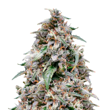 Photo of Grease Monkey Feminized Seeds
