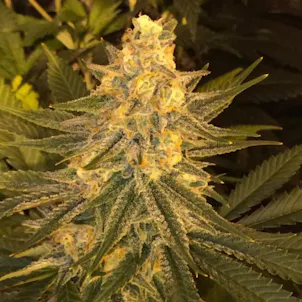 Photo of Critical Sensi Star