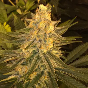 Photo of Critical Sensi Star