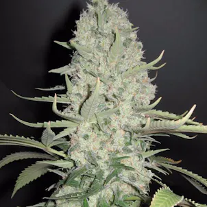 Photo of White Widow x Big Bud