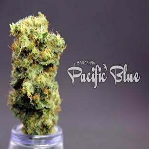 Photo of Pacific Blue