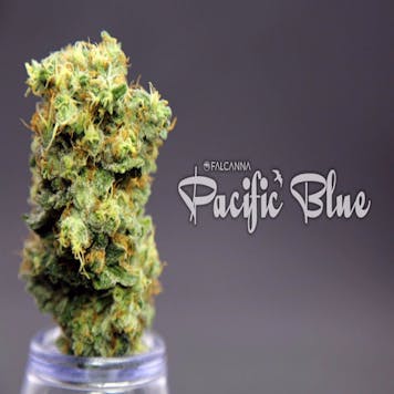 Photo of Pacific Blue