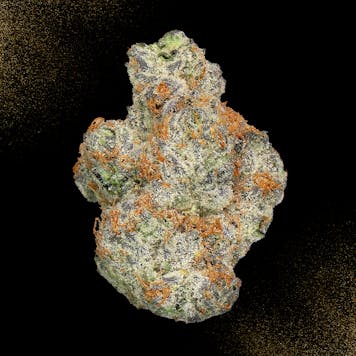 Photo of Morello Kush