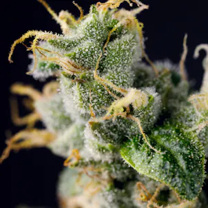 Photo of Wonder Qwest a.k.a Sour Diesel