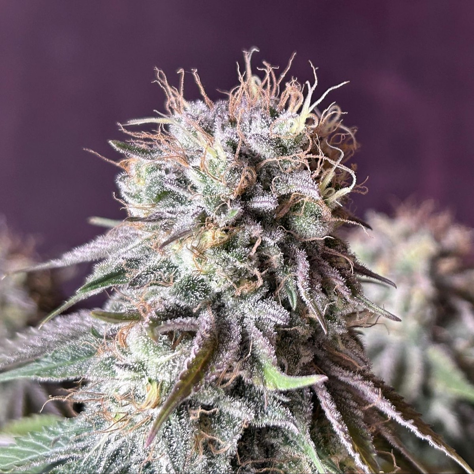 Fast Buds Autoflowering Cannabis Seeds: Orange Sherbet FF | Fast Buds ...