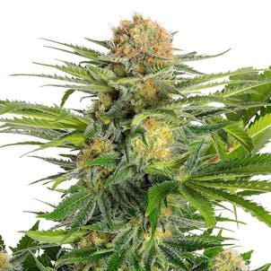 Photo of White Domina