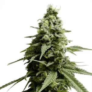 Photo of Borderliner XTRM Feminized