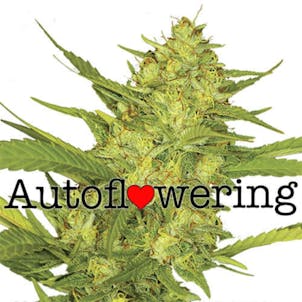 Photo of Sour Diesel Autoflower