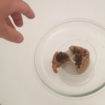 Photo of Homemade Edibles Kit by Green Grass Kitchen