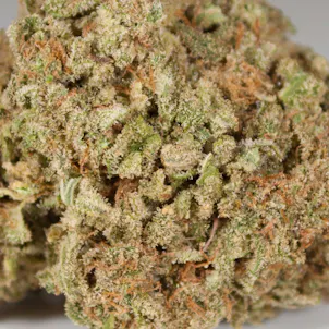 Photo of Purple Urkle