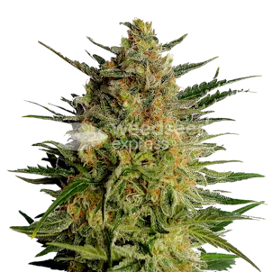 Photo of AK 47 Feminized Seeds