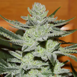 Photo of Unknown Kush