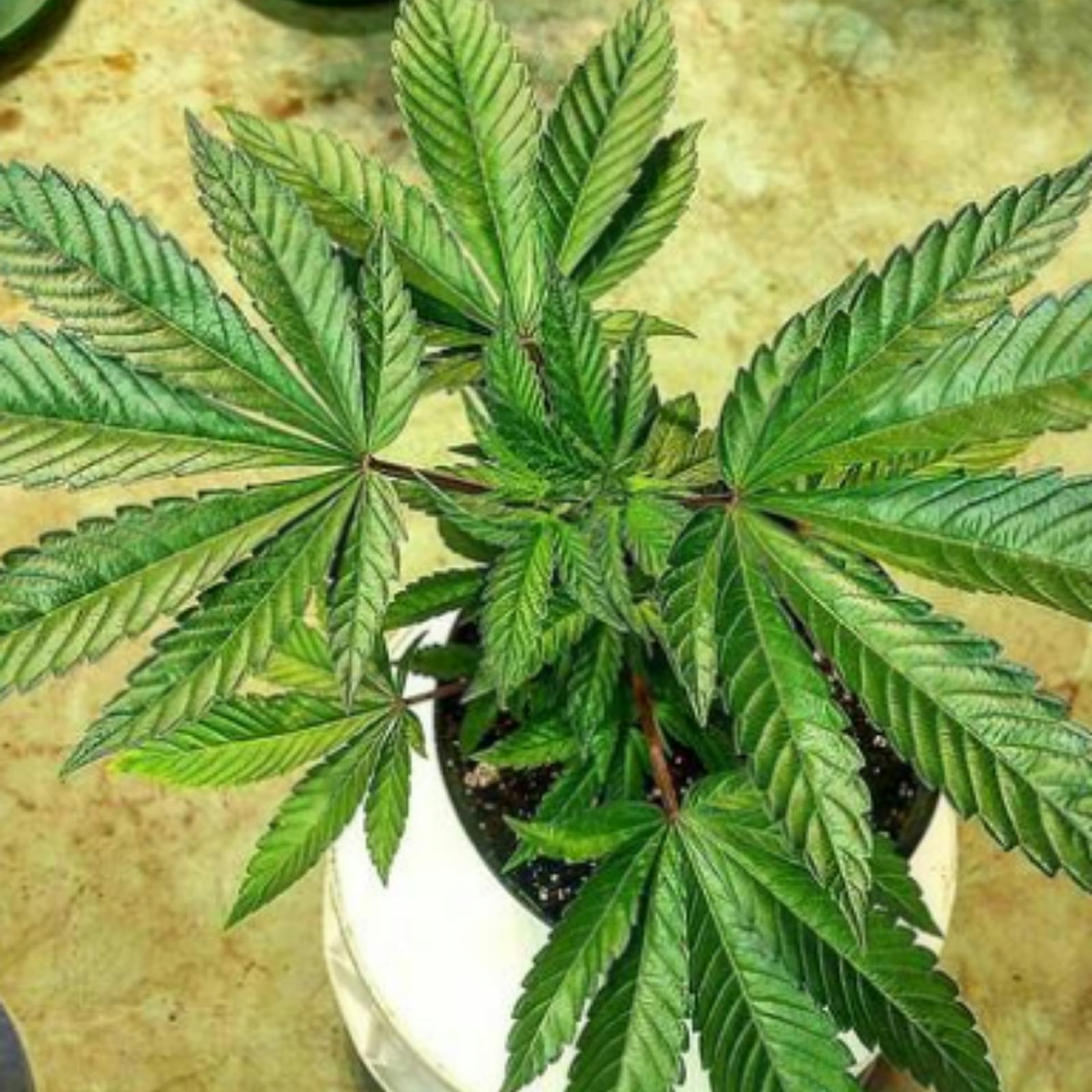 Strainly Healthy clones Purple Punch 2.0 Male Leafly