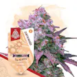 Product image for Do-Si-Dos Automatic by Zamnesia Seeds