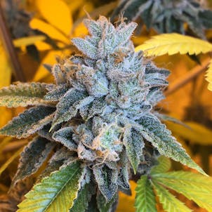 Photo of Scott’s OG