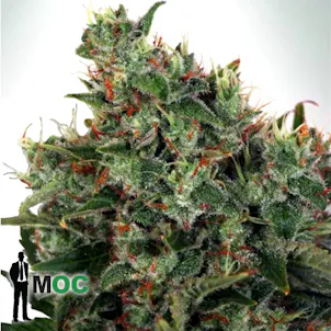 Photo of Ultra White Amnesia