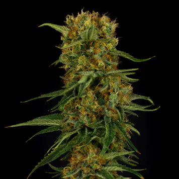 Photo of Zest Qwest a.k.a Super Lemon Haze Pre-rolls