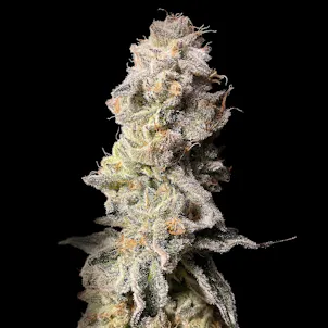 Photo of Breakfast 'n Bud