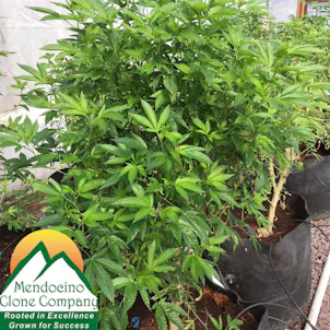 Photo of Blood Diamond OG