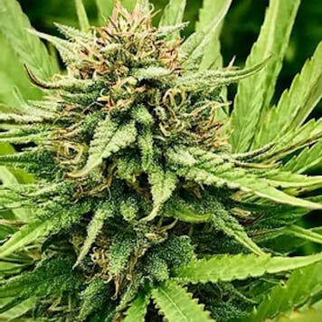 Photo of Sour Lifter CBD Flower