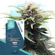 Product image for Diesel Automatic by Zamnesia Seeds